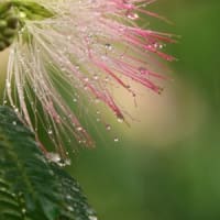 JR岐阜駅北口に咲く合歓の木の花