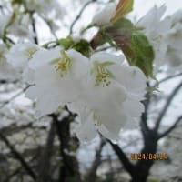 お気に入りの桜・・ヤット開花