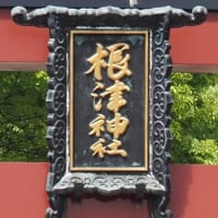 2024年4月25日　遅咲き　文京区 根津神社つつじ　癒されます