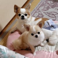 お煎茶の客に招待されました