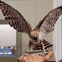 「日本の鳥の巣と卵」大阪市立自然史博物館