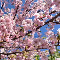 牟礼神明社境内の河津桜は満開