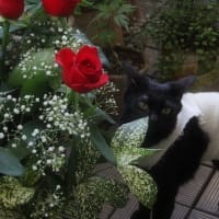 リーガちゃんと赤いバラの花束