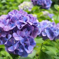 はなさき公園「紫陽花とメタセコイア」
