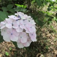 あじさいの花は 嫌い（相模原北公園2025）