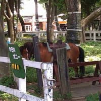 相模原麻溝公園・相模原公園ブラブラ散歩