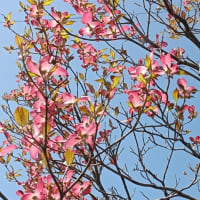 春の花・華コレクション2024 空に映えてるハナミズキ