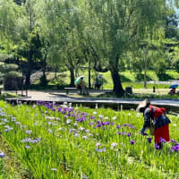 花しょうぶまつり〜　横須賀しょうぶ園　2025