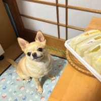 京都の吉田山大茶会に行ってきた🍵