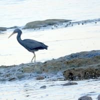 06/10探鳥記録写真：狩尾岬の鳥たち（クロサギの飛翔＆採餌模様、）