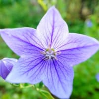 キキョウ、オミナエシの花と茄子の実（足立区都市農業公園 2025.7.6 撮影）