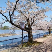 桜が満開、瓢湖　2024.4.15