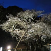【　樹齢660年の桜を撮る　】