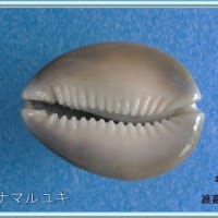 ハナマルユキ