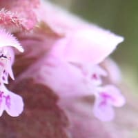 ヒメオドリコソウの花