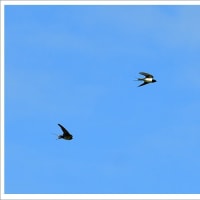 天白川の野鳥　05-09