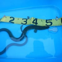 うなぎとギギと小魚となまず