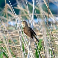 05/23探鳥記録写真-2：某池のオオヨシキリ