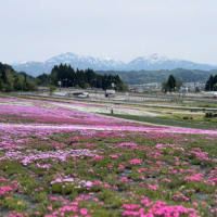 魚沼の人気撮影スポット　〜魚沼芝桜まつり〜