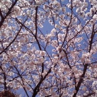 桜、満開です。