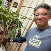 マンゴー＆ライチの冬籠り・・・屋内に移動だ！