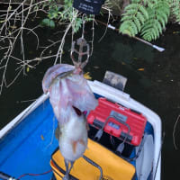 豊英ダム釣行