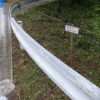 田植えしました