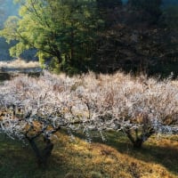川売の梅の里