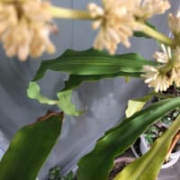 まなちんを捜せ？