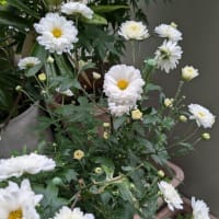 紫陽花