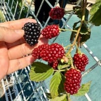あつあつ　べりー。
