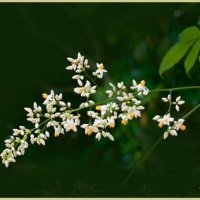 ナンテンの花