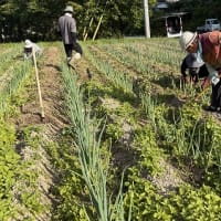 ◆  千代ネギ圃場の草取り