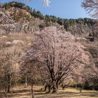 屏風岩公苑の山桜　その１