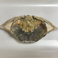 ワタリガニの下処理