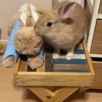 仕事決まった！&既に面倒だ