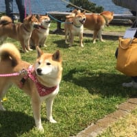 日本犬祭２０１８
