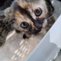 こまちゃん保育園−子猫10匹