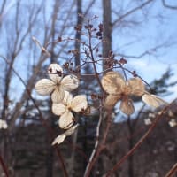 天然ドライフラワー