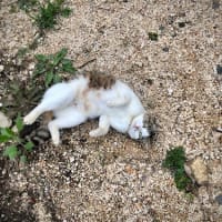 ねこねこねこ、ねんころり〜