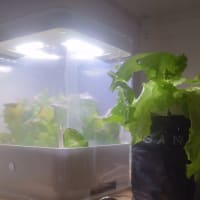 グリーンファームのサニーレタスを収穫