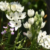 野の花