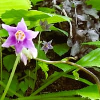 イワタバコ咲き始めた高宕山