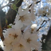 長野市松代城跡の桜🌸。