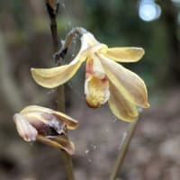 入院治療の前に少しだけ花散策！（ムヨウランと浜野浦の棚田！）