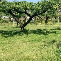 梨の摘果作業～大阿太高原