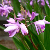 春の花：甘菜紫蘭