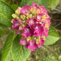紫陽花