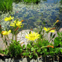 川島町「平成の森公園」花と虫散歩　前編