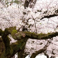 公園の桜が見ごろを迎えました　（2024/04/06）